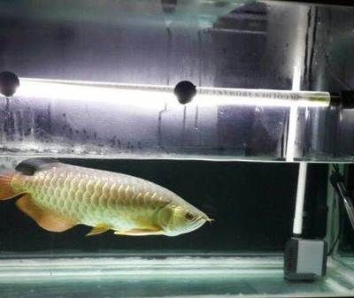 金龍魚生長周期是：金龍魚的生長周期因個體差異和養護條件不同而有所不同