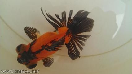 龍魚鰭上有白色絮狀物（龍魚鰭上出現白色絮狀物可能是由多種原因造成的）