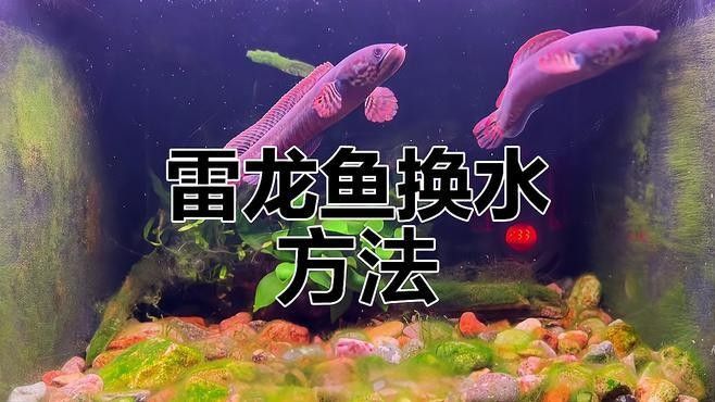 鬼王雷龍魚多久換一次水？