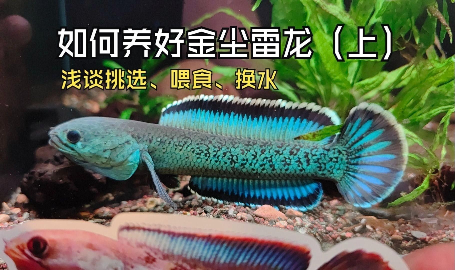 鬼王雷龍魚多久換一次水？