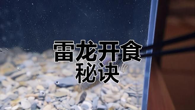 剛出生的雷龍魚怎么養(yǎng)