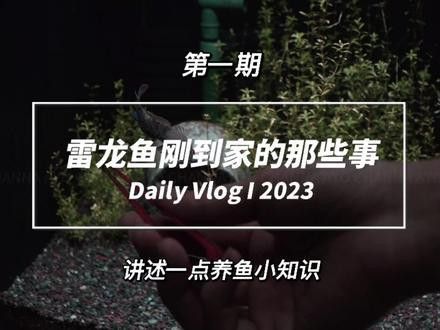 剛出生的雷龍魚怎么養(yǎng)