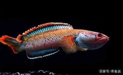 哪里賣龍魚便宜：在尋找便宜的龍魚銷售點時，有幾個關(guān)鍵因素需要考慮