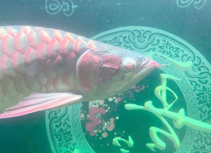 銀龍魚眼睛有白色絮狀物怎么辦圖片