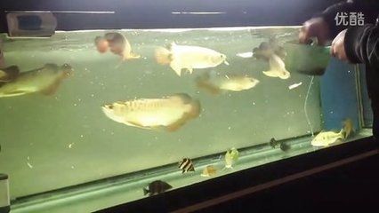 龍魚買回來幾天進食：新買的龍魚在不同的情況下進食的時間可能會有所不同