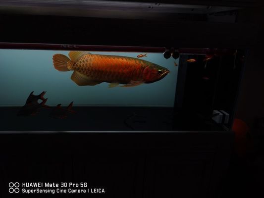 魚缸圖畫大全 圖解