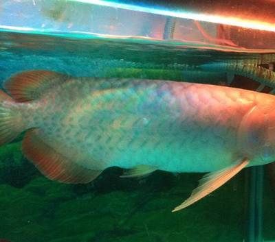 濟南賣龍魚的地方【濟南賣龍魚的地方找到34】