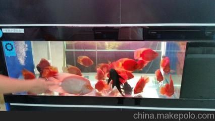 濟南賣龍魚的地方【濟南賣龍魚的地方找到34】