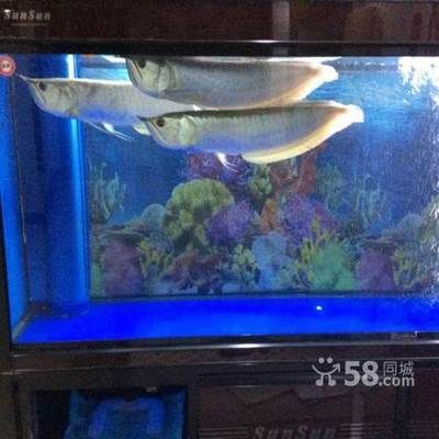 濟南賣龍魚的地方【濟南賣龍魚的地方找到34】