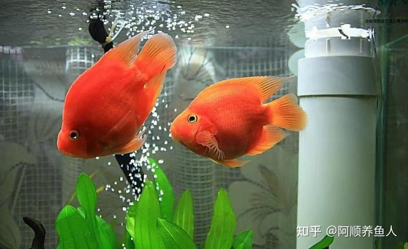 如何治療龍魚嘴上的白色肉球？