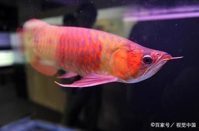 金龍魚 紅龍魚 區別：紅龍魚和金龍魚的區別