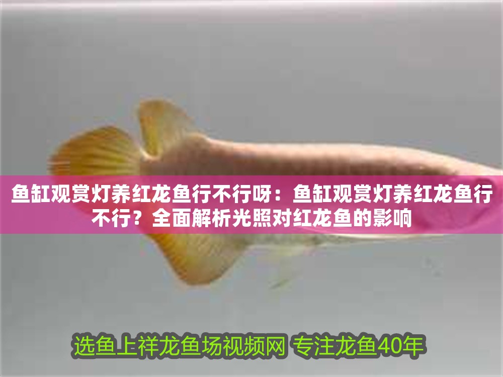 魚缸觀賞燈養紅龍魚行不行呀：魚缸觀賞燈養紅龍魚行不行？全面解析光照對紅龍魚的影響