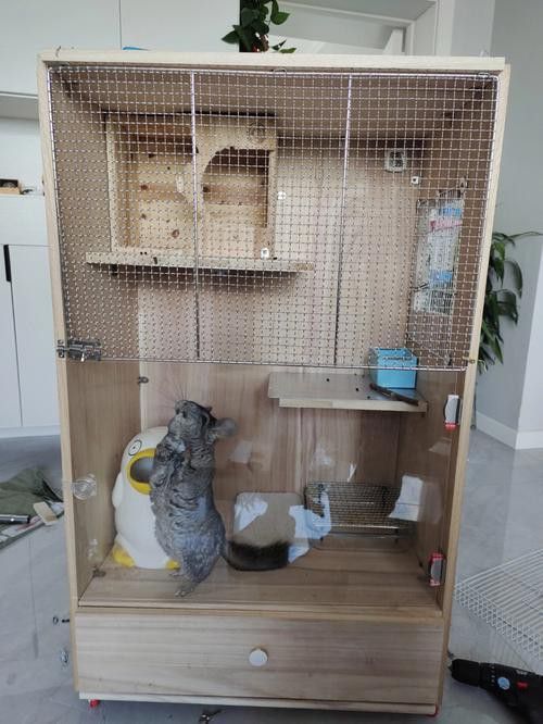 如何確保龍貓和貓的隔離效果？