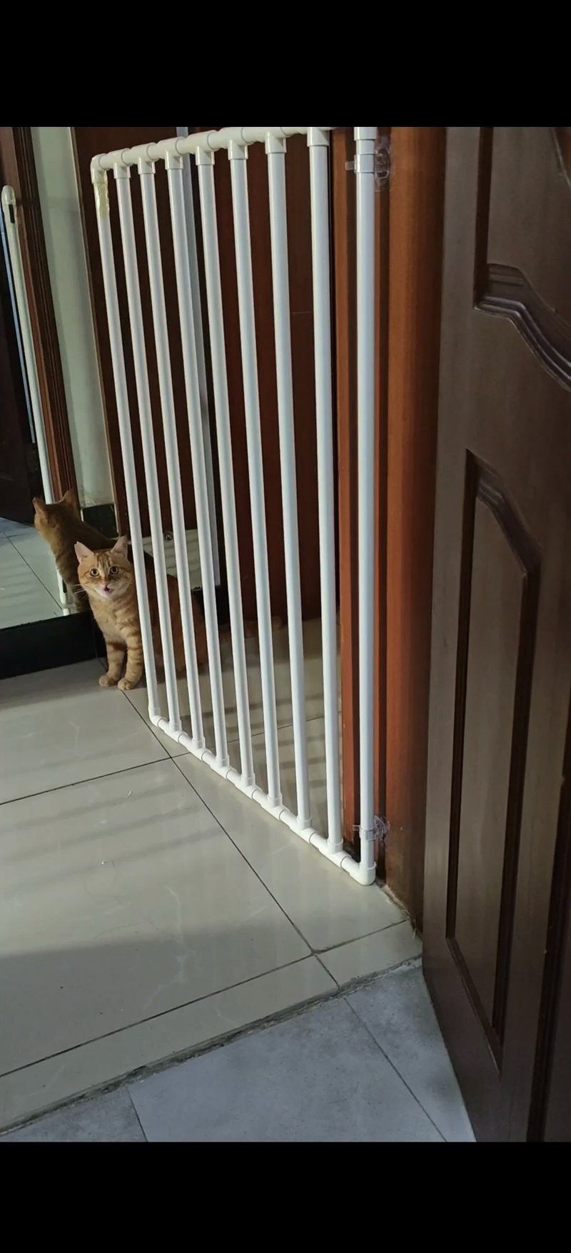 如何確保龍貓和貓的隔離效果？