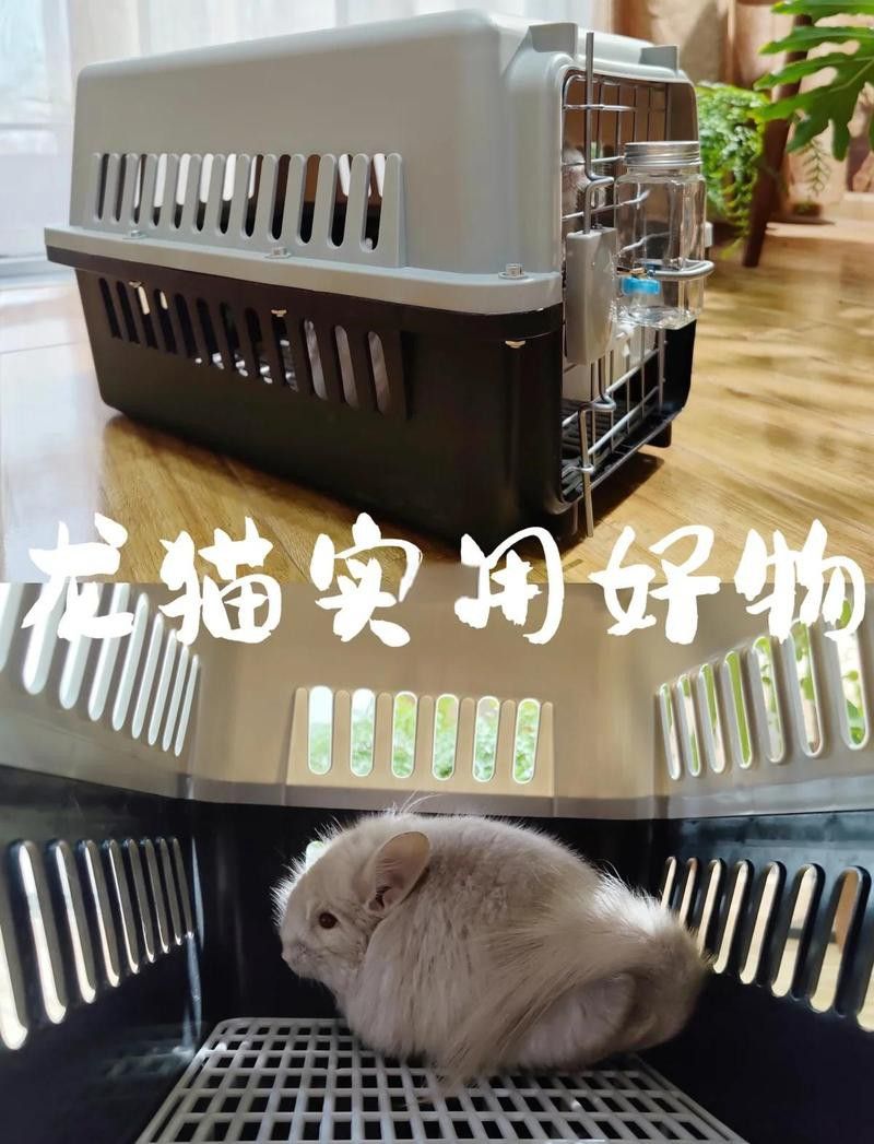 如何確保龍貓和貓的隔離效果？