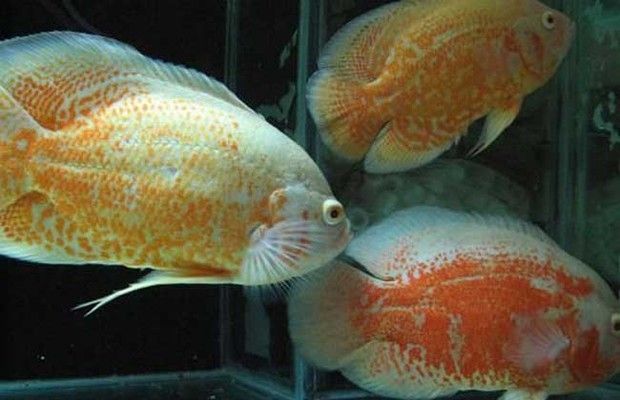金龍魚和地圖魚能混養(yǎng)嗎：金龍魚和地圖魚可以混養(yǎng)嗎