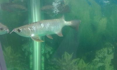 金龍魚與紅財(cái)神魚混養(yǎng)【金龍魚與紅財(cái)神魚混養(yǎng)的注意事項(xiàng)】