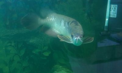 金龍魚與紅財(cái)神魚混養(yǎng)【金龍魚與紅財(cái)神魚混養(yǎng)的注意事項(xiàng)】