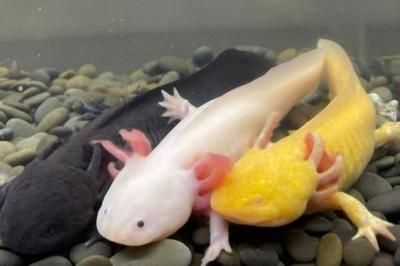 20厘米的龍魚養多久才能長大呢視頻（20厘米的龍魚一年能長多大是有一定的變化的）