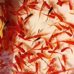 紅龍魚吃蝦仁好嗎：在給紅龍魚喂食蝦仁時，要選擇新鮮、無變質、無變質的蝦仁