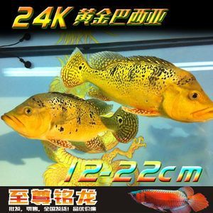 黃金龍魚價格258萬是針對哪種具體的金龍魚品種或是什么情況：“黃金龍魚價格258萬”是什么意思？
