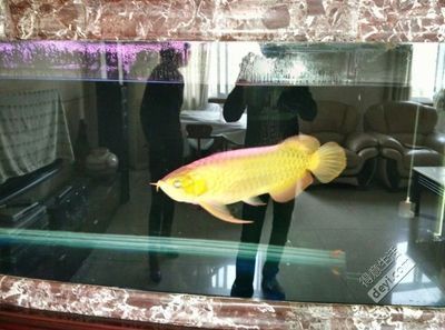 黃金龍魚價格258萬是針對哪種具體的金龍魚品種或是什么情況：“黃金龍魚價格258萬”是什么意思？