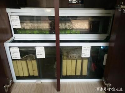 養龍魚需要的最佳濾材：養龍魚需要什么濾材最好養龍魚需要什么濾材最好