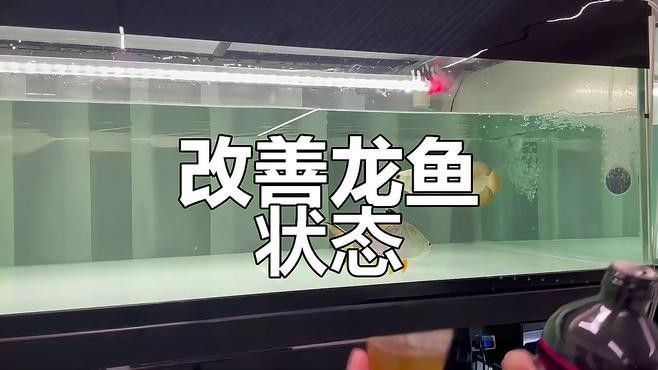 龍魚內臟受傷后如何判斷恢復情況？