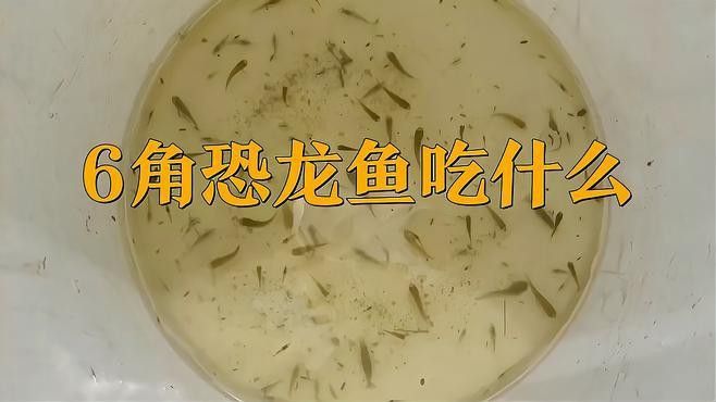 六角恐龍魚吃什么食物？ 六角恐龍魚吃什么食物？ 龍魚百科 第2張