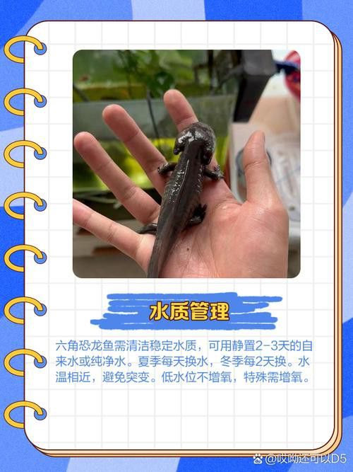 哪種恐龍魚最好養活圖片