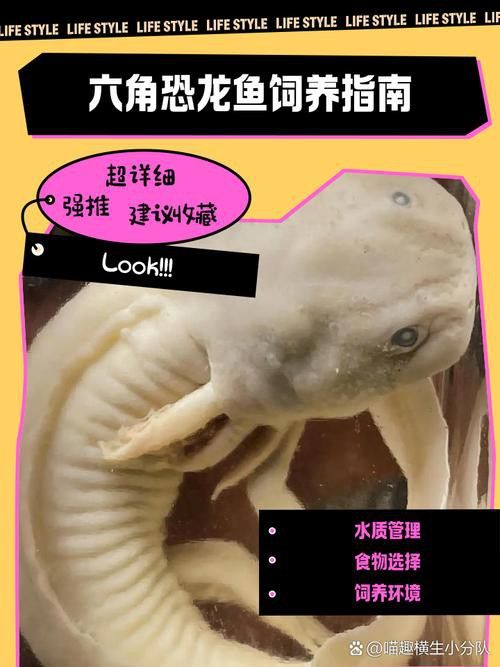 哪種恐龍魚最好養活圖片