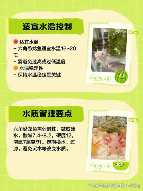 哪種恐龍魚最好養活圖片