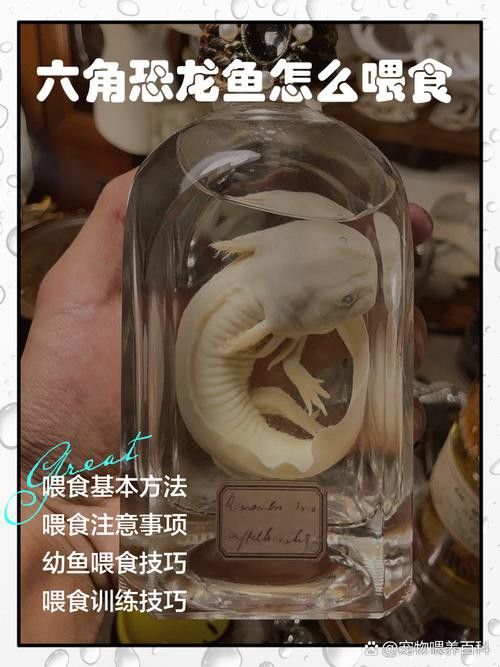 哪種恐龍魚最好養活圖片