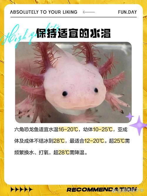 哪種恐龍魚最好養活圖片