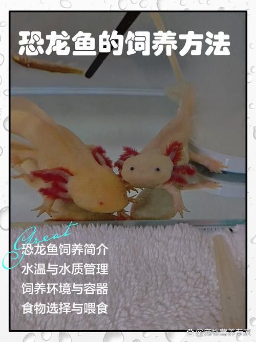 哪種恐龍魚最好養活圖片