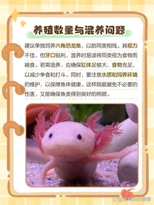 哪種恐龍魚最好養活圖片