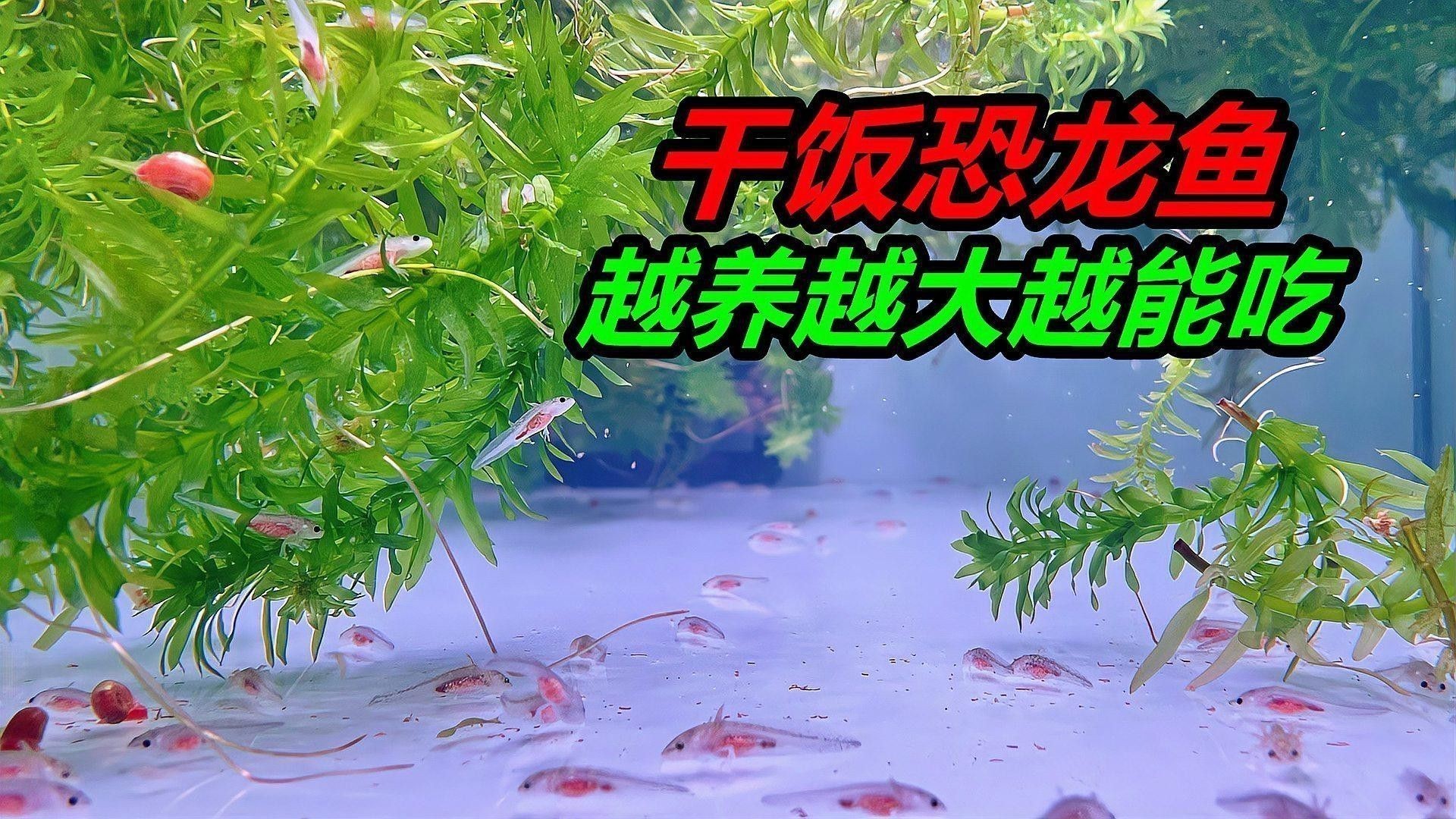 哪種恐龍魚最好養活圖片