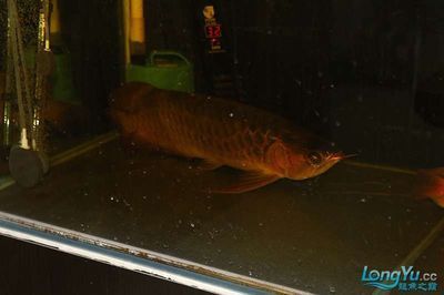 紅龍魚晚上開燈還是關(guān)燈：紅龍魚晚上開燈有什么好處？