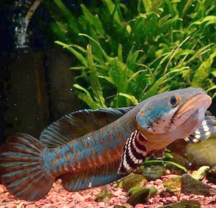 七彩雷龍魚公母圖鑒圖片