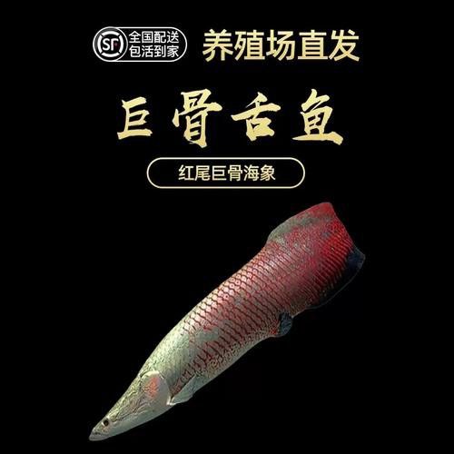 七彩雷龍魚公母圖鑒圖片