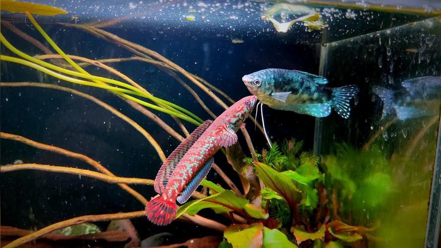 七彩雷龍魚公母圖鑒圖片
