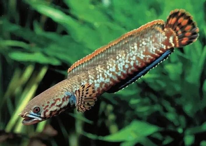 七彩雷龍魚公母圖鑒圖片