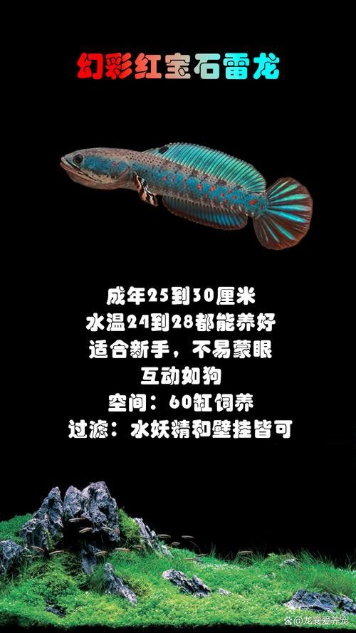 七彩雷龍魚公母圖鑒圖片
