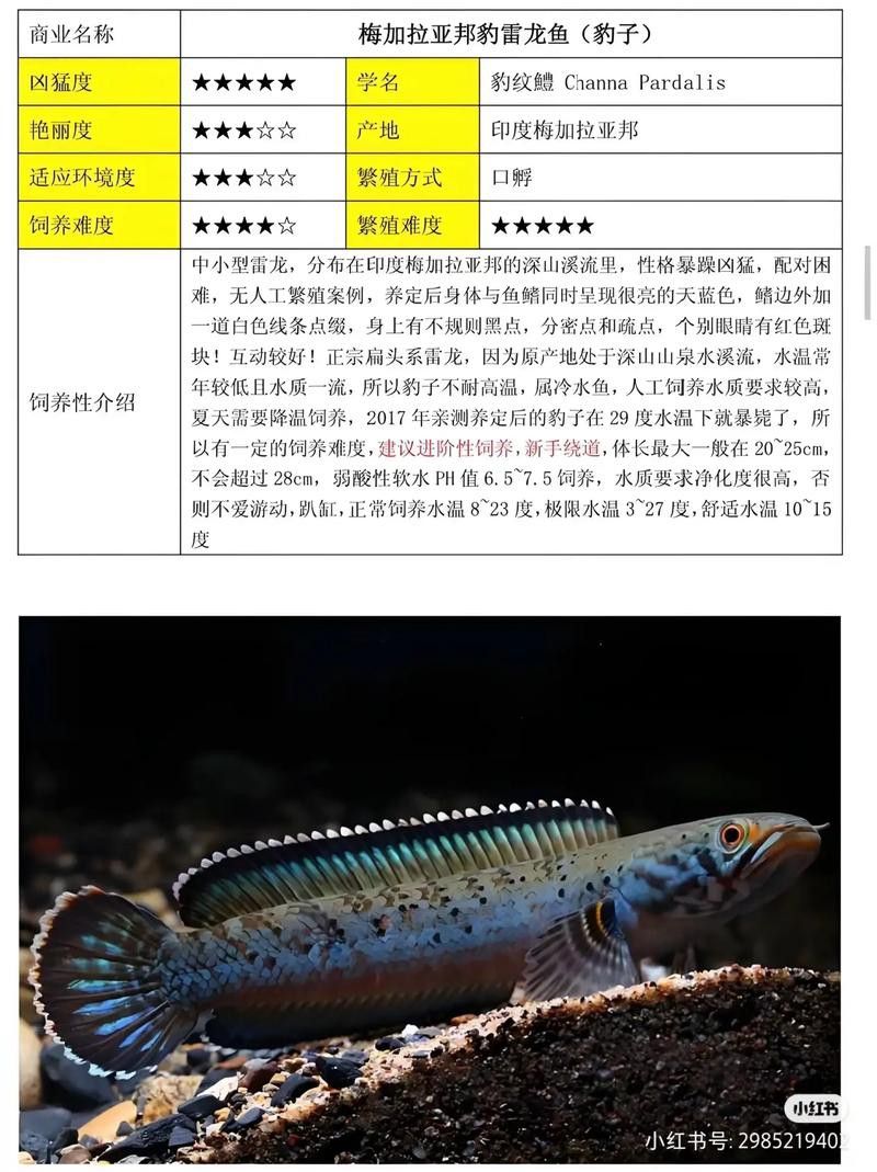 七彩雷龍魚公母圖鑒圖片