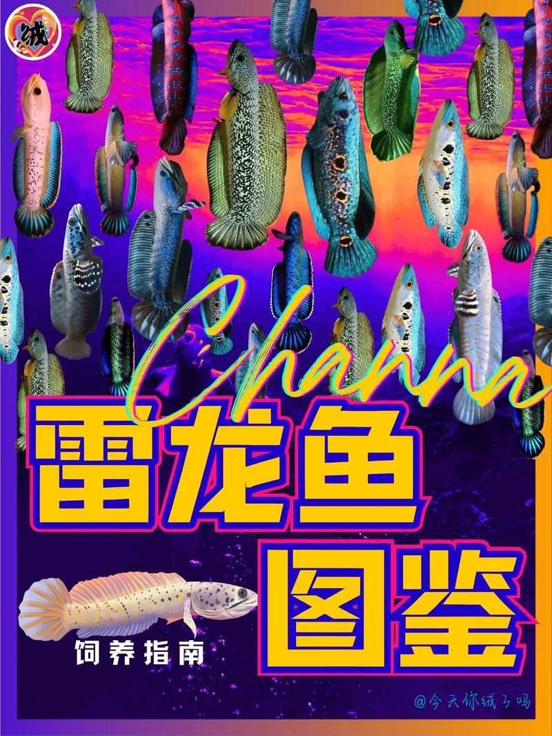 七彩雷龍魚公母圖鑒圖片
