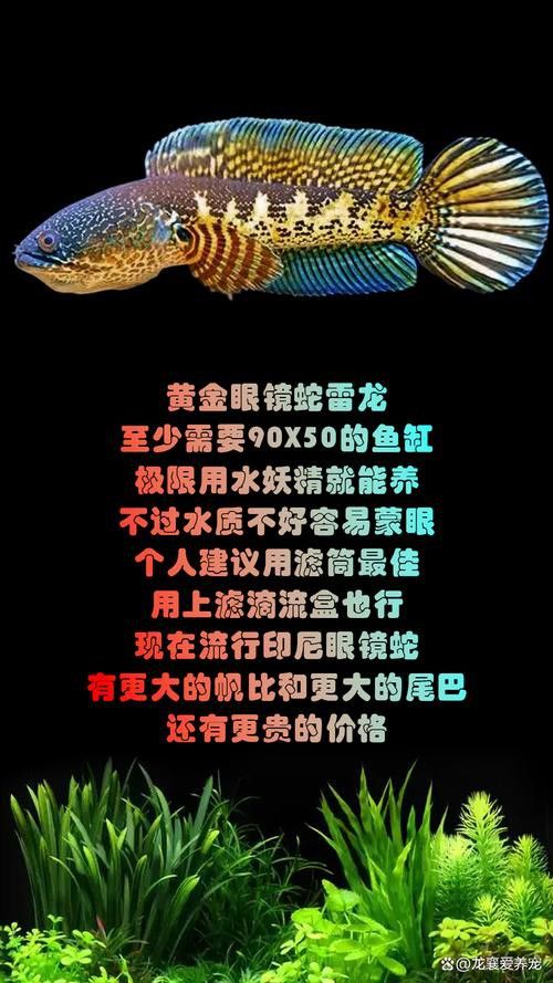 七彩雷龍魚公母圖鑒圖片