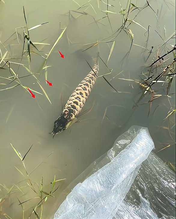 藍色過背金龍魚怎么養殖的