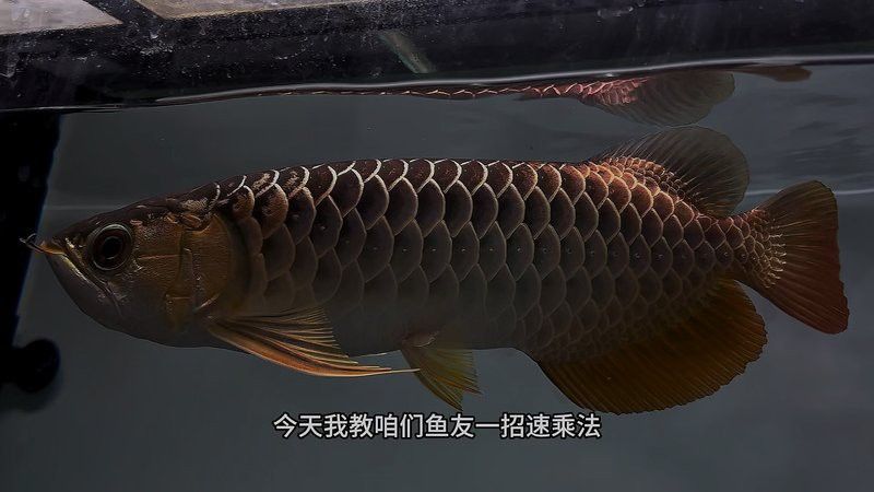藍色過背金龍魚怎么養殖的