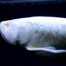 龍魚為何會掉眼睛