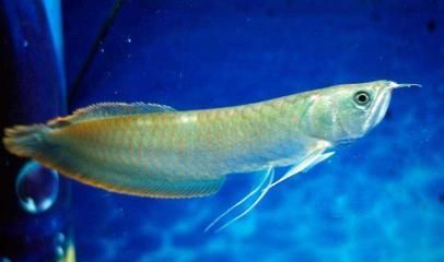 龍魚為何會掉眼睛